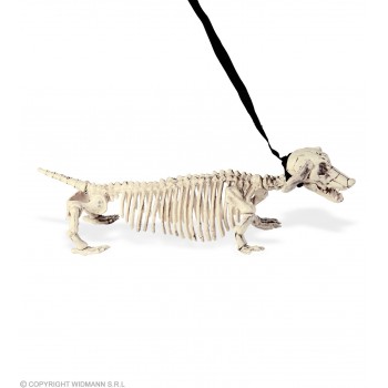 Esqueleto Perro Salchicha 55Cm