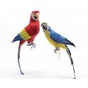 Loro Colores 40Cm