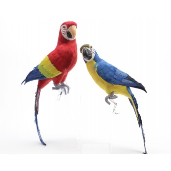 Loro Colores 40Cm