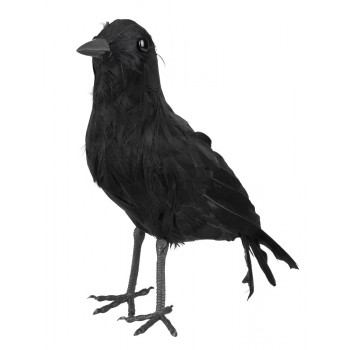 Cuervo Negro 23X10cm