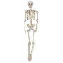 Esqueleto 160Cm