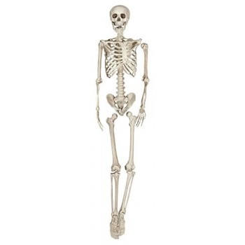 Esqueleto 160Cm