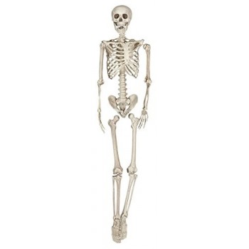 Esqueleto 160Cm