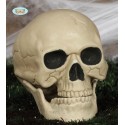 CALAVERA 20CM CALAVERA 20CM