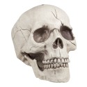 Craneo Mandibula Movil Craneo Mandibula Movil