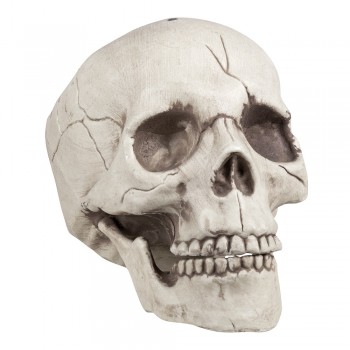 Craneo Mandibula Movil